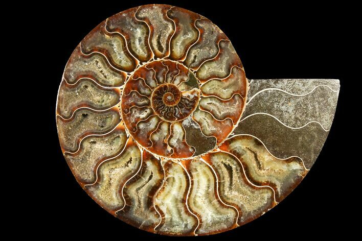 Cut Ammonite Fossil (Half) - Agatized #121488